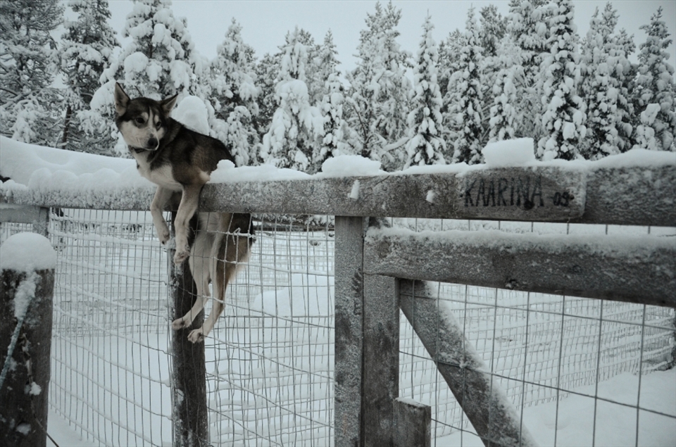 Kaarina was a lovely well-trained dog-sledding husky in Erä-susi, Ruka, East Finland. After a tiring 20km dog-sled run, drained of energy, it still hung itself over the fence as a warm gesture to bid us goodbye.