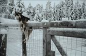 Kaarina was a lovely well-trained dog-sledding husky in Erä-susi, Ruka, East Finland. After a tiring 20km dog-sled run, drained of energy, it still hung itself over the fence as a warm gesture to bid us goodbye.: by sereneleong, Views[1920]