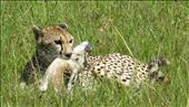 Baby Thompson Gazelle's Death: by serengeti_spectacle, Views[262]