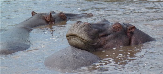Happy Hippo's Dream