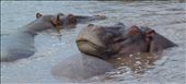 Happy Hippo's Dream: by serengeti_spectacle, Views[204]