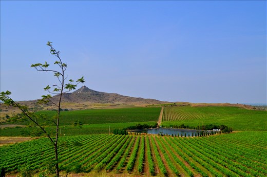 A vineyard in Pune
