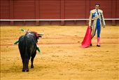 Corrida: by sevilla, Views[272]