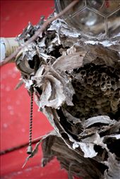 I find it fascinating to see how nature consumes what man leaves behind. : by sflynn, Views[266]