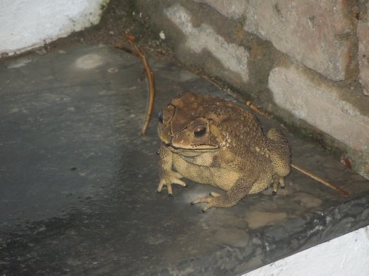 This frog was the size of a grapefruit. Not kidding.