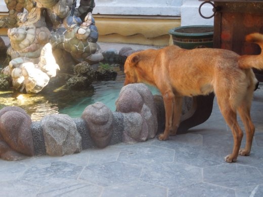 Haha temple dogs get thirsty too
