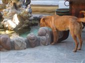 Haha temple dogs get thirsty too: by sglass, Views[120]
