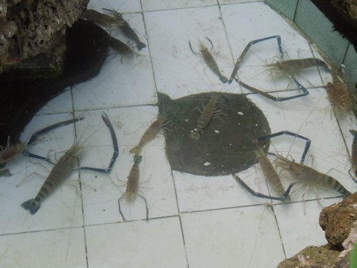 Crazy crabs for sale in a beach-front restaurant