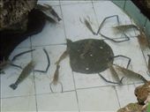 Crazy crabs for sale in a beach-front restaurant: by sglass, Views[208]