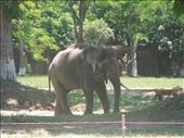 Our first elephant sighting! On the grounds of the Hue citadel.: by sglass, Views[1567]