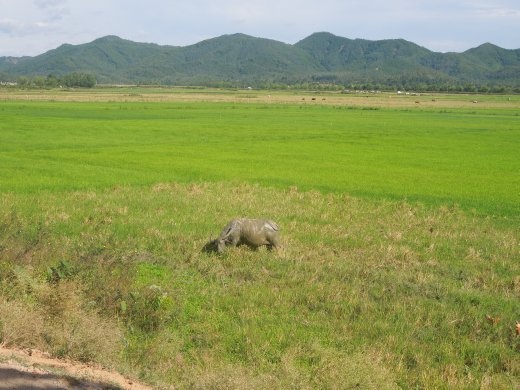 Day 2- we bike through the countryside to the nearby local village to catch boats which take us down the river and into Phong Nha Cave. I see a very muddy buffalo on the way.