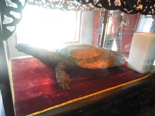 One of these special species of turtle found only in this specific lake in the center of Hanoi. Sadly, there seems to be only 1 left alive of the whole species!