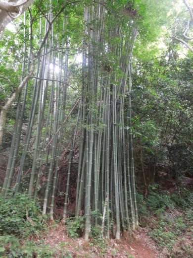 Bamboo grove! The only one we saw on the whole trip!