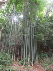 Bamboo grove! The only one we saw on the whole trip!: by sglass, Views[253]