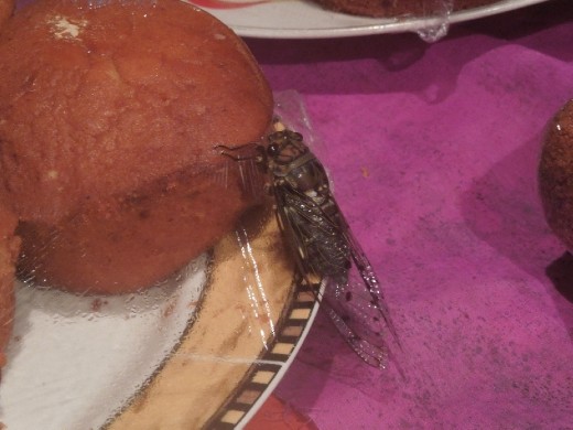 I thought this bread/cake vendor was playing a trick on me by having this giant fake bug on his table. Until it moved and I realized it was real. He thought my screaming and jumping back was hilarious and offered to eat it in front of me... I said no thanks. 