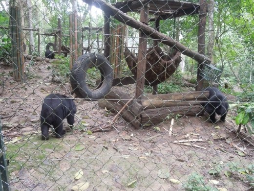 Visiting the Kuang Si National Forest and Park-- it has a rescue center for endangered Asian bears and we watched them run around playing/fighting/eating.