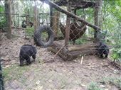 Visiting the Kuang Si National Forest and Park-- it has a rescue center for endangered Asian bears and we watched them run around playing/fighting/eating.: by sglass, Views[161]