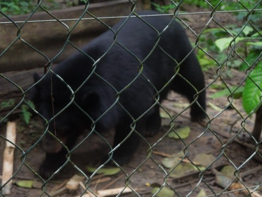 Rescued bear: they were very active!