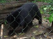 Rescued bear: they were very active!: by sglass, Views[179]