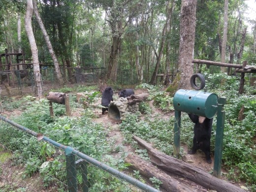 There were about 10 bears in this one giant pen. And all that separated us was this flimsy fence...