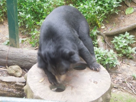 This guy was pulling food out of the holes... these bears seemed pretty happy!