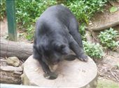 This guy was pulling food out of the holes... these bears seemed pretty happy!: by sglass, Views[200]