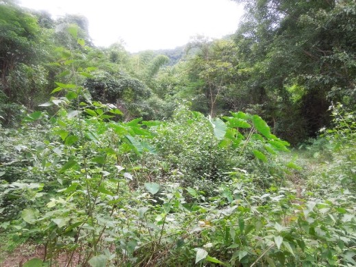 Lost in the Laos jungle trying to find the top of the Kuang Si Waterfall