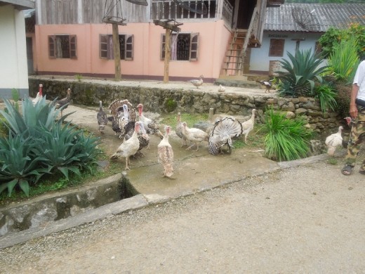 Driving home. Turkeys get in the way and force us to stop for a minute.