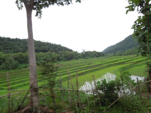Cascading rice paddies! I've always wanted to see these!
