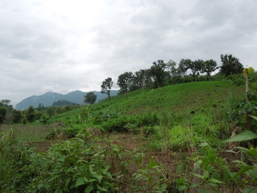 Hiking through the remote hills where villagers grow their food... mountain rice (as opposed to valley/wet rice), bananas, yams, and all other sorts of fruits and veggies