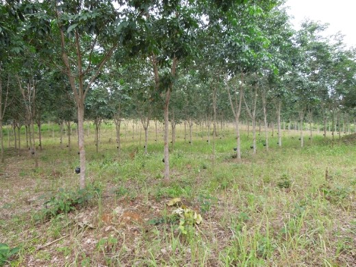 A rubber tree grove! Our guide explained how they tap and harvest the rubber from the trees (the process is just like maple syrup... which he had never heard of)