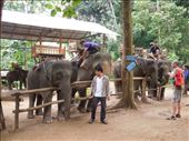 At the Tad-Se Waterfall Park! Elephants! yay!: by sglass, Views[250]