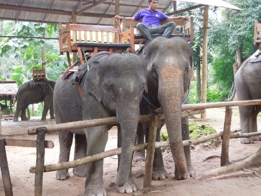 Love the guy just chilling on top of them