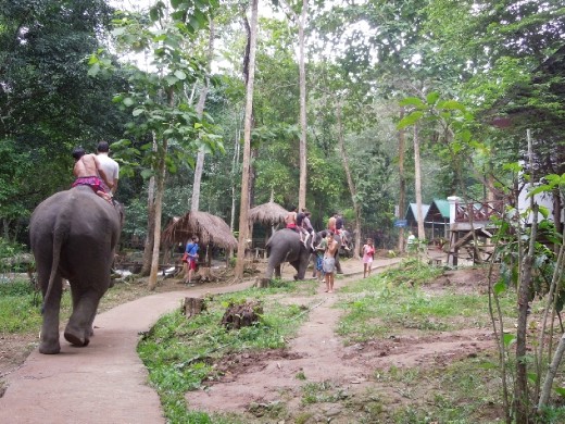 Elephants on parade! To the waterfall!