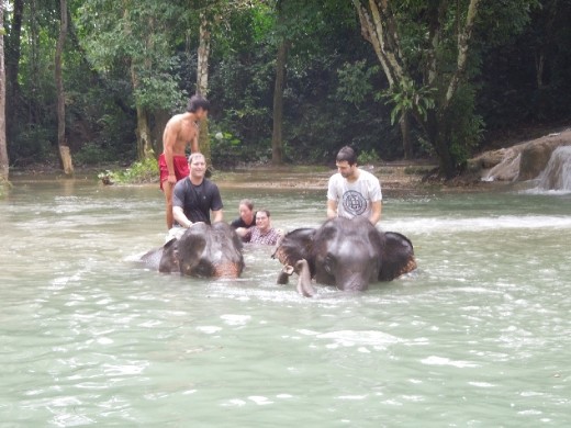 Elephant bathing madness!