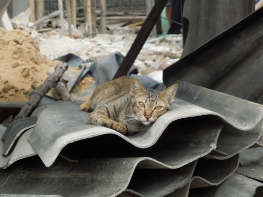 A stray cat at a construction site that Sarah wanted to adopt 