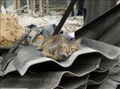 A stray cat at a construction site that Sarah wanted to adopt : by sglass, Views[168]