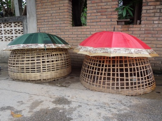 Chicken pens like this were everywhere but these were the only ones we saw with umbrellas to protect them from rain!