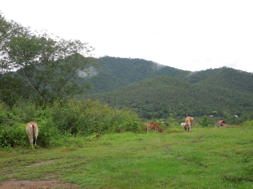 Scenery around Pai