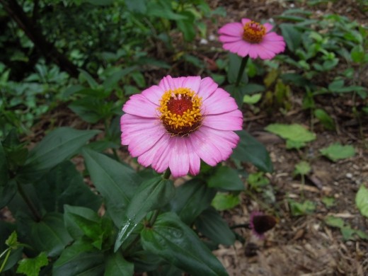 Taking a moment to enjoy the wildlife around Pai
