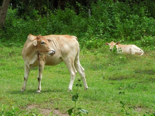 There were cows everywhere along our hike. We had to climb over/go around a few on our path!