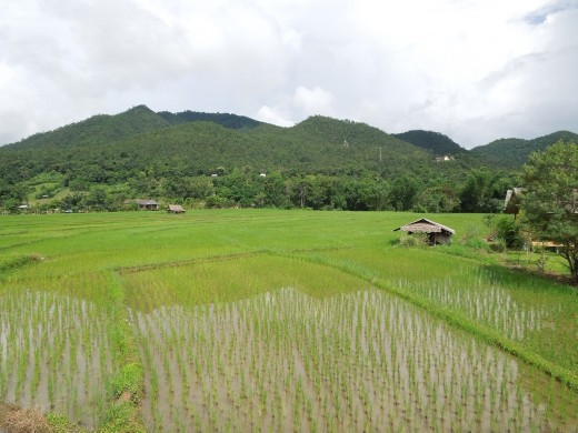 Hiking through rice paddies