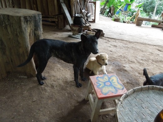 We stop for a drink at a hidden little bar along the path-- and get to play with puppies!