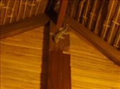 Attack gecko in our bungalow!! Something chased it THROUGH our thatch roof in the middle of the night-- this thing was about 1 foot long and LOUD!: by sglass, Views[361]