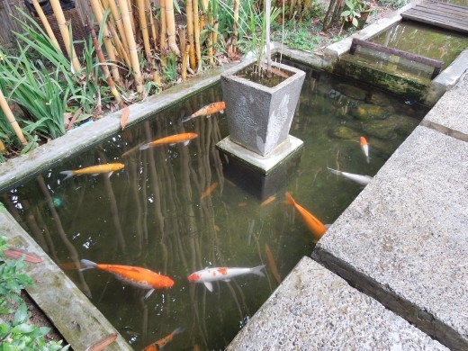 Koi ponds all over the grounds