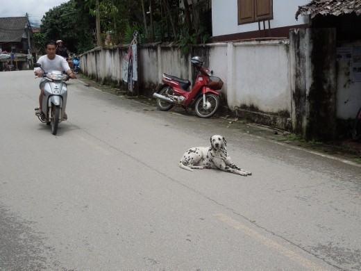 Pai is such a sleepy little town and overrun with animals, especially stray dogs. It's so quiet, however that the dogs don't move out of the street, or care when cars/motos are coming right at them!