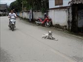 Pai is such a sleepy little town and overrun with animals, especially stray dogs. It's so quiet, however that the dogs don't move out of the street, or care when cars/motos are coming right at them!: by sglass, Views[359]