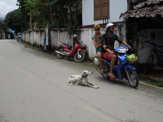 Look at this dog not caring at all!
