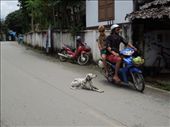 Look at this dog not caring at all!: by sglass, Views[245]