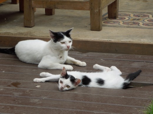 Again, animals everywhere. It was hard not to adopt about 20 cats and dogs and bring them all home with us.